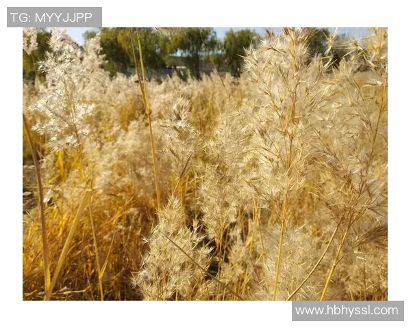 黄磊畅谈足球生涯中的点滴回忆与成长历程